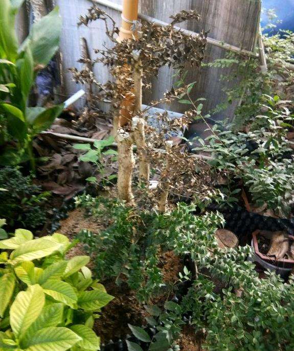 枸骨下山桩出现枯枝 怎么办 图片