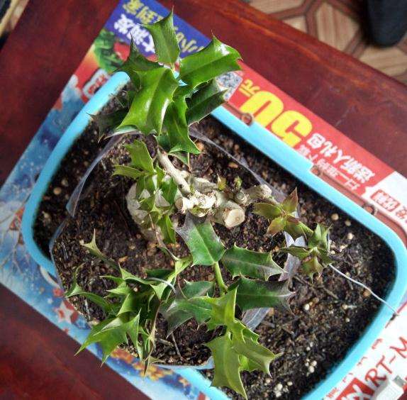 枸骨下山桩叶子打蔫