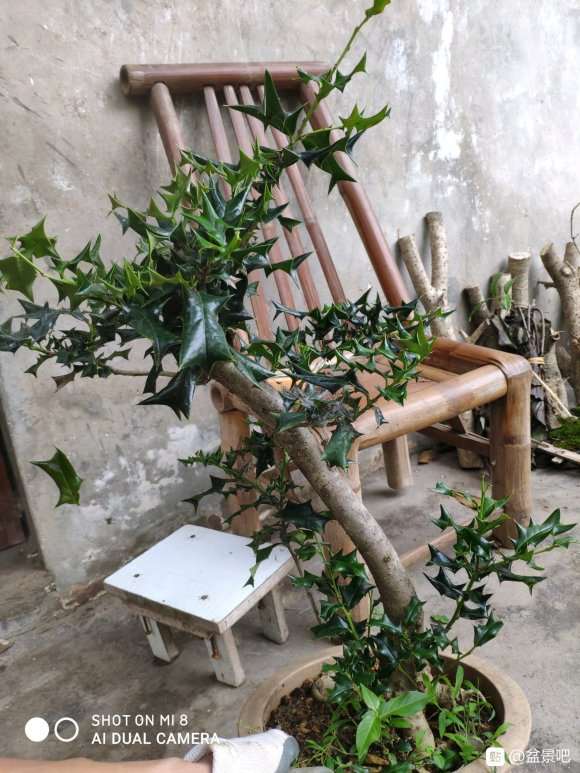 做了颗母枸骨下山桩 怎么样 图片