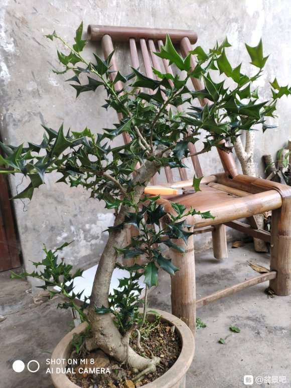 做了颗母枸骨下山桩 怎么样 图片