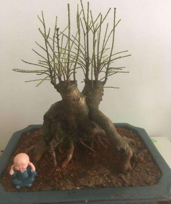 枸骨下山桩1个月也没见发芽 还能救活吗