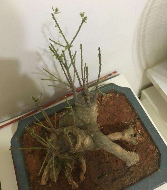 枸骨下山桩春季可以嫁接吗 怎么样