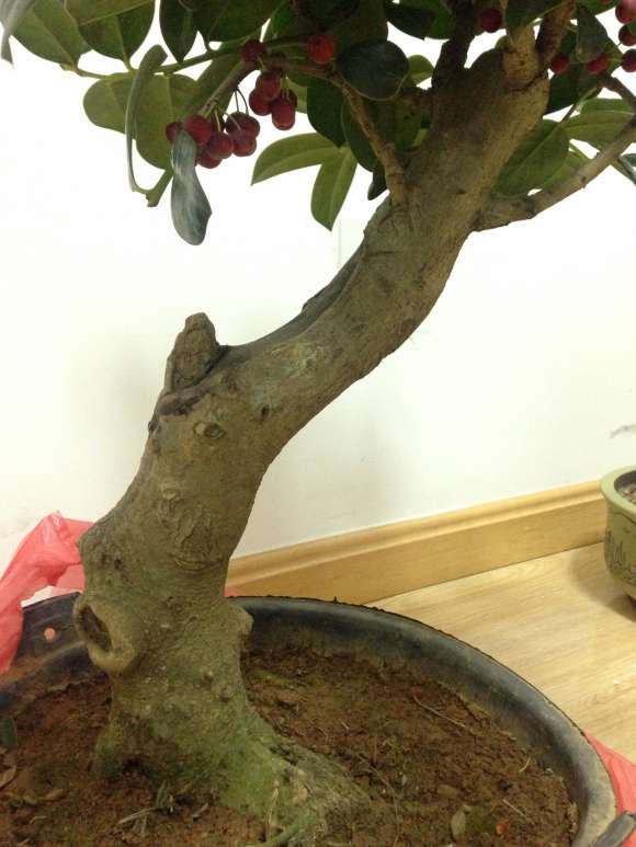 无刺枸骨下山桩 为什么要嫁接呢 图片