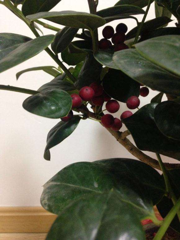 无刺枸骨下山桩 为什么要嫁接呢 图片