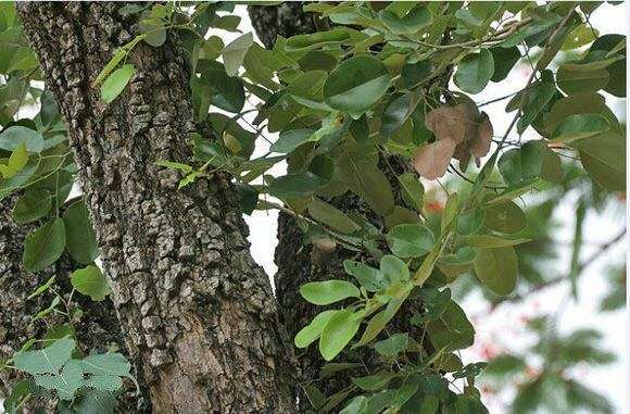 小叶紫檀下山桩怎么生桩的方法 图片