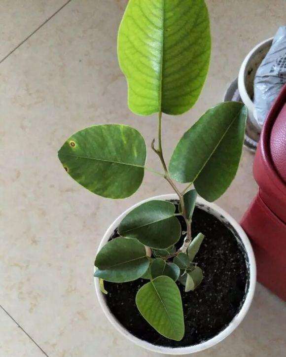 小叶紫檀下山桩怎么生桩的方法 图片