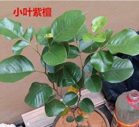 小叶紫檀下山桩怎么生桩的方法 图片