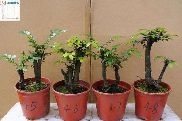 小叶紫檀下山桩 65元不包邮