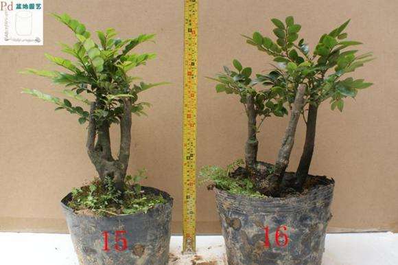 小叶紫檀下山桩 65元不包邮