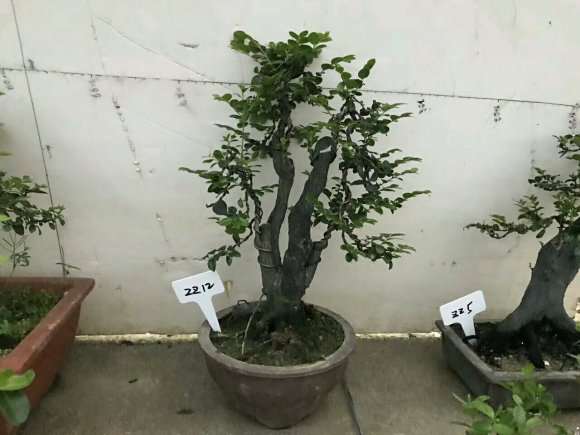 自己造型的小叶紫檀下山桩