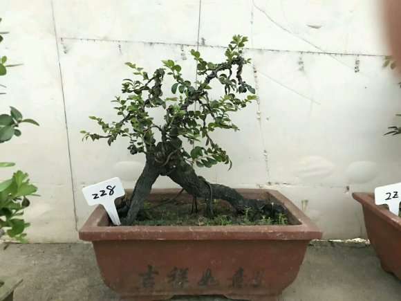 自己造型的小叶紫檀下山桩