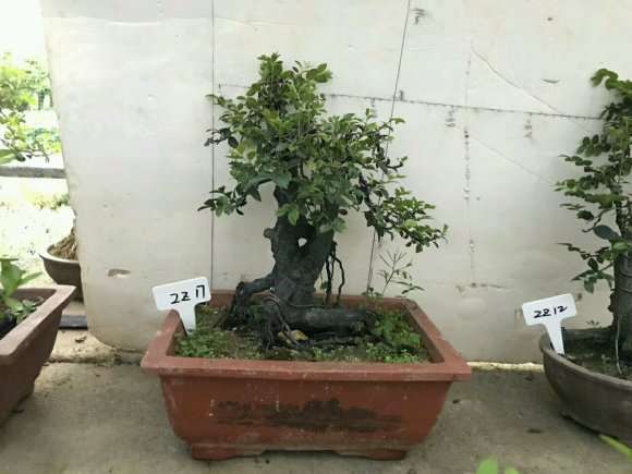 自己造型的小叶紫檀下山桩