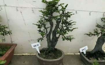 自己造型的小叶紫檀下山桩 图片