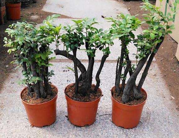 小叶紫檀和黑骨茶下山桩如何区分