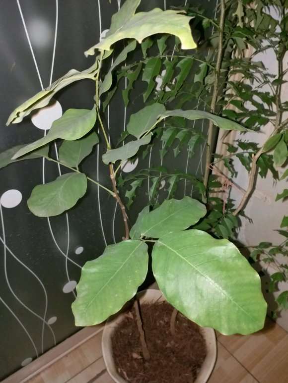 小叶紫檀和黑骨茶下山桩如何区分