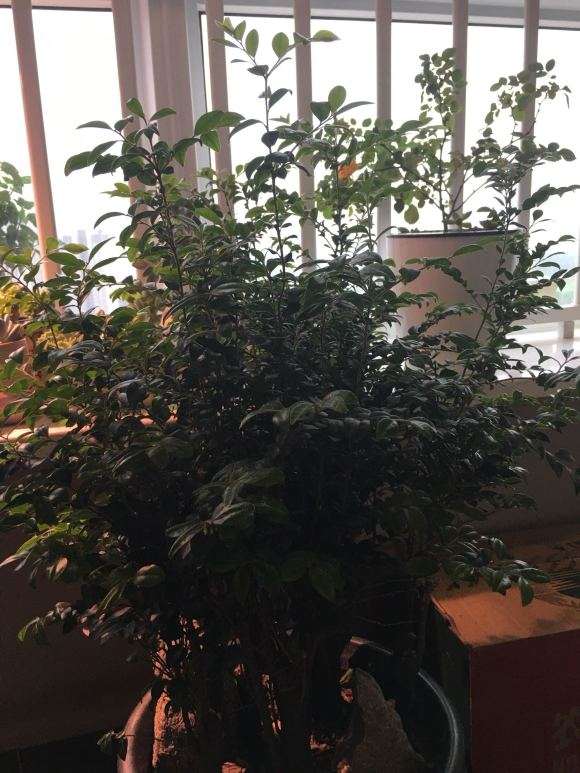 为什么卖家骗我说是小叶紫檀下山桩