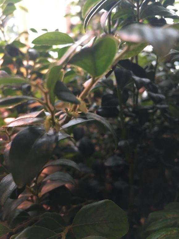 为什么卖家骗我说是小叶紫檀下山桩