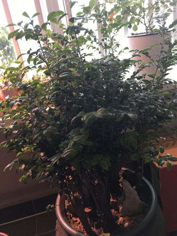 为什么卖家骗我说是小叶紫檀下山桩