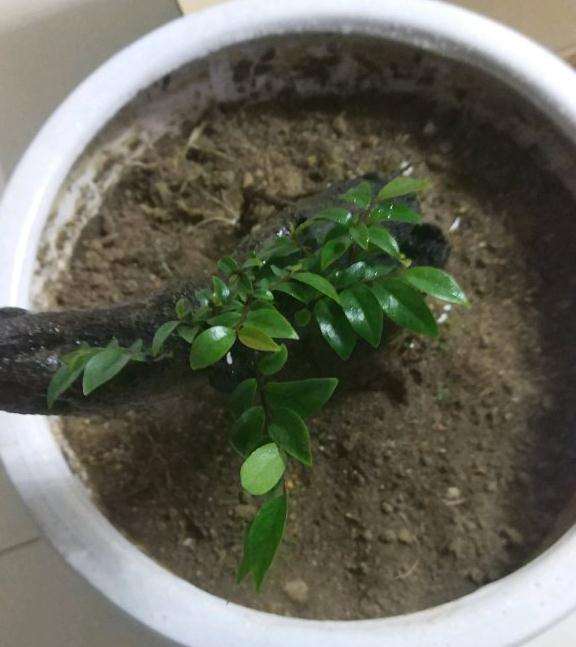 这是黑骨茶下山桩吗 求教 图片