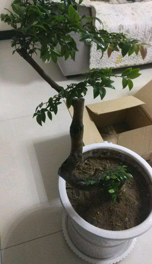 这是黑骨茶下山桩吗 求教 图片