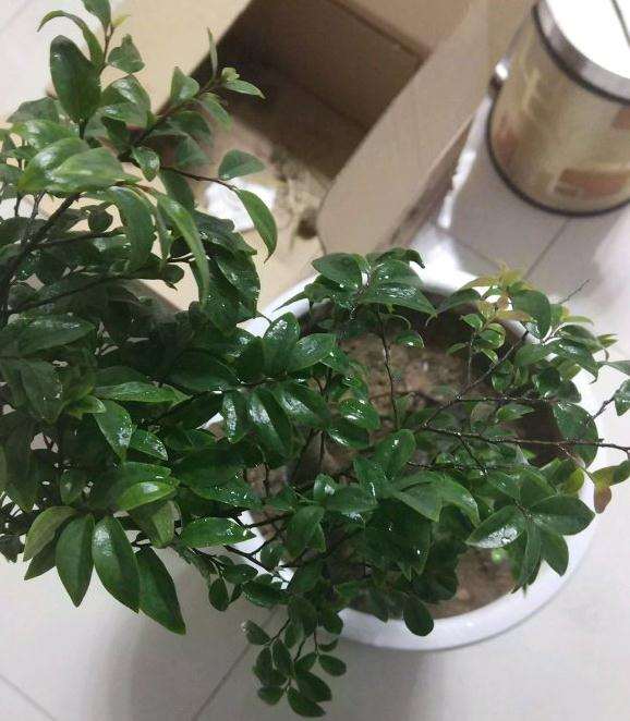 这是黑骨茶下山桩吗 求教 图片