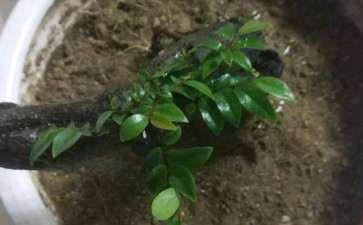 这是黑骨茶下山桩吗 求教 图片