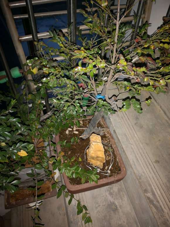 黑骨茶下山桩可以耐低温吗