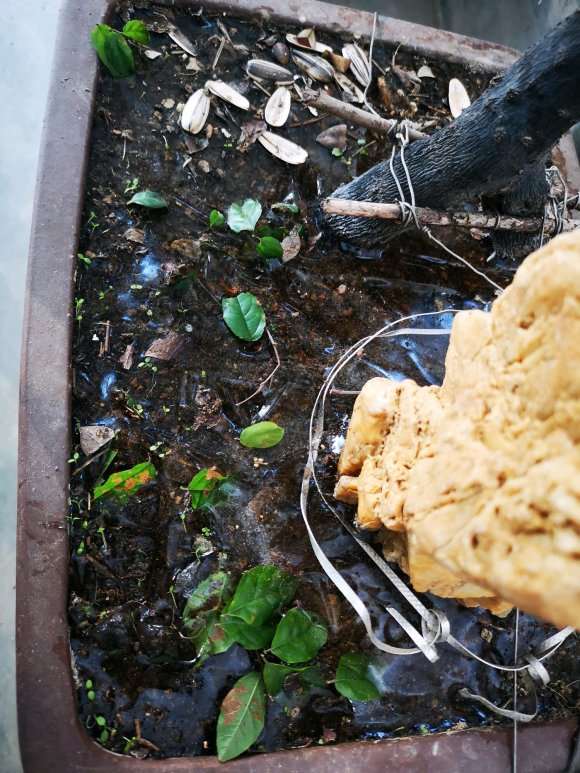 黑骨茶下山桩可以耐低温吗