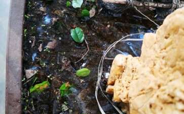 黑骨茶下山桩可以耐低温吗 怎么办 图片