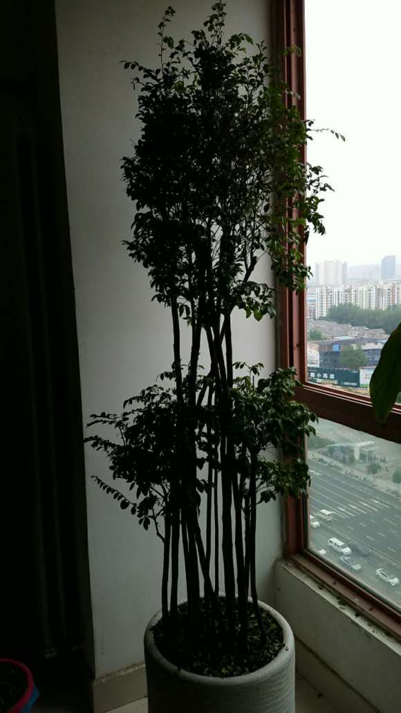 这棵黑骨茶下山桩 还有救吗 怎么办 图片