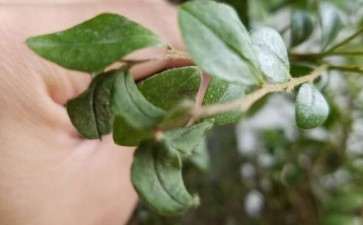 这棵黑骨茶下山桩 还有救吗 怎么办 图片