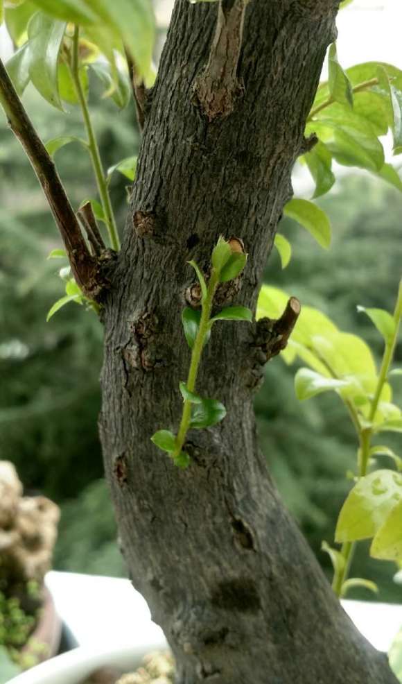 黑骨茶下山桩的叶子长成这样是啥原因