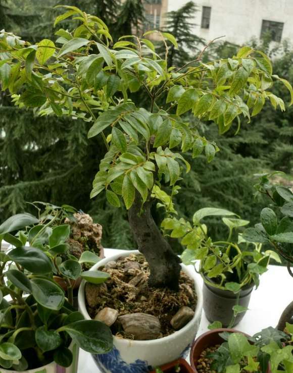 黑骨茶下山桩的叶子长成这样是什么原因