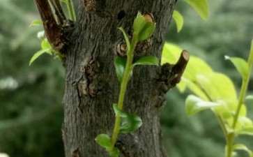 黑骨茶下山桩的叶子长成这样是什么原因