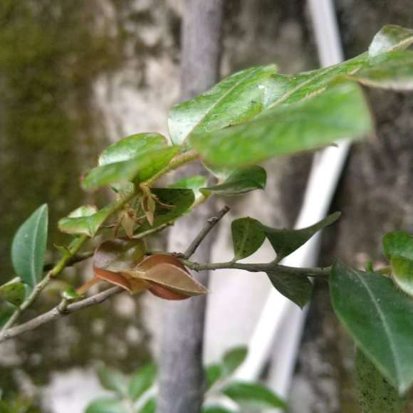 黑骨茶下山桩开花是什么样子的