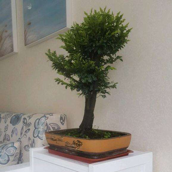 黑骨茶下山桩怎么浇水的问题