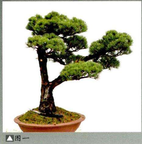 松树盆景《高风亮节》创作的小记