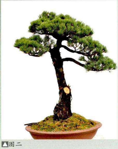 松树盆景《高风亮节》创作的小记