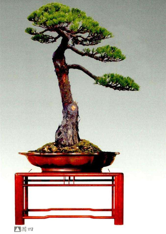 松树盆景《高风亮节》创作的小记