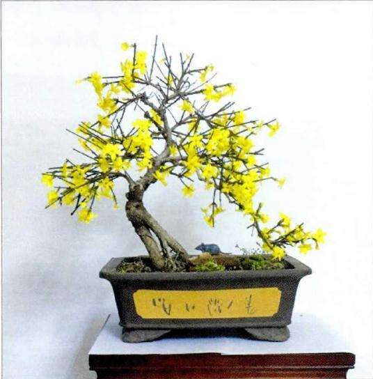 花木盆景杂志社的征稿启事