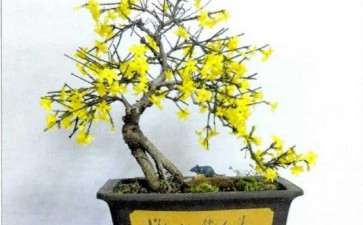 花木盆景杂志社的征稿启事