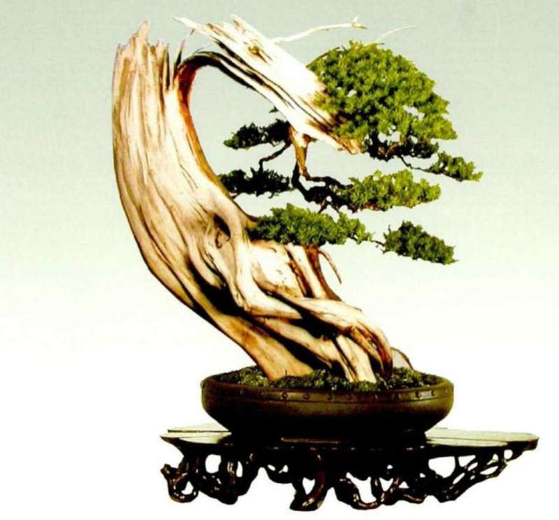 为什么温州是浙江盆景风格的两大中心之一