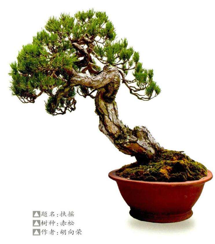 为什么温州是浙江盆景风格的两大中心之一