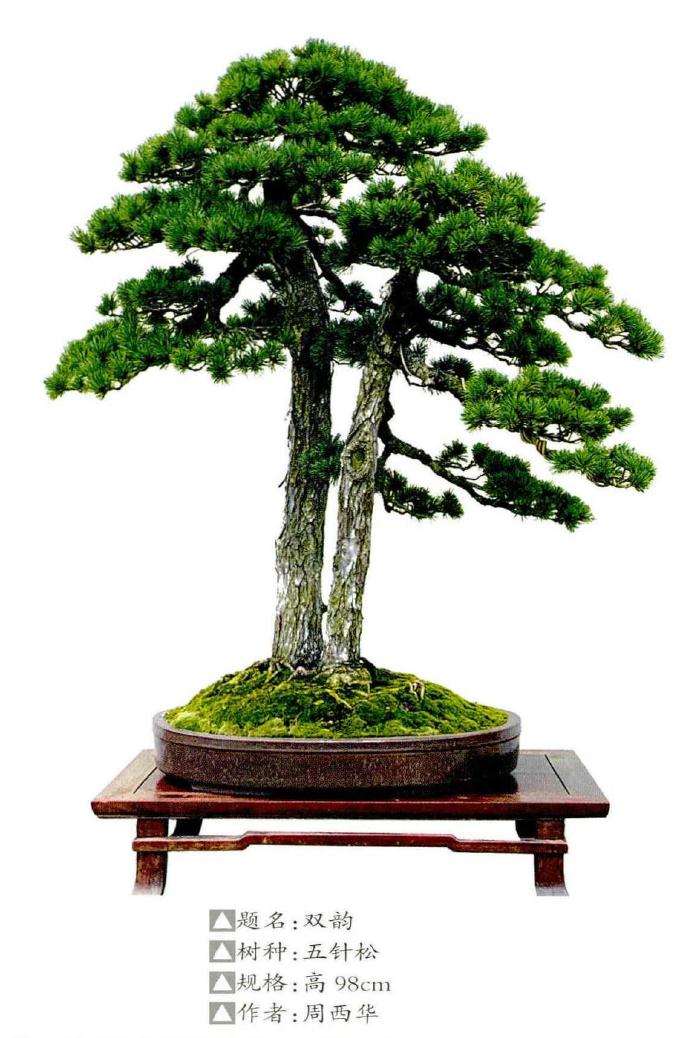 为什么温州是浙江盆景风格的两大中心之一