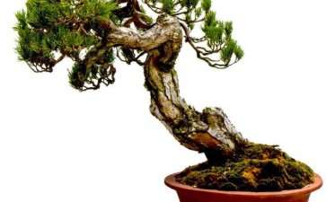 为什么温州是浙江盆景风格的两大中心之一