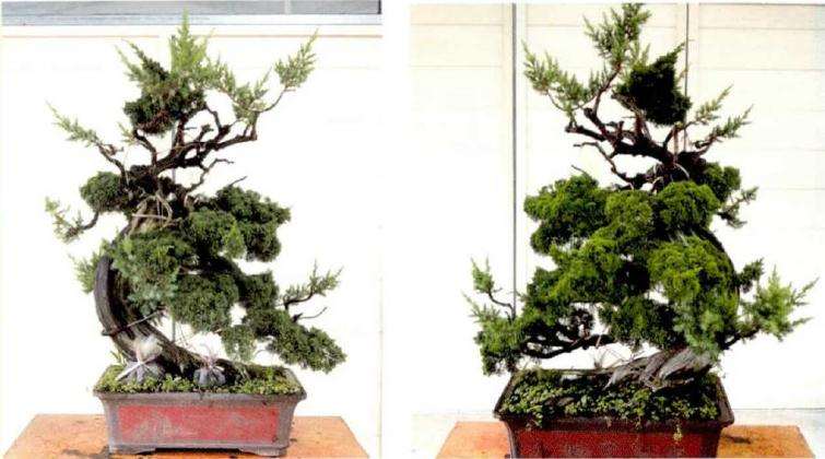 图解 松柏盆景怎么创作的方法