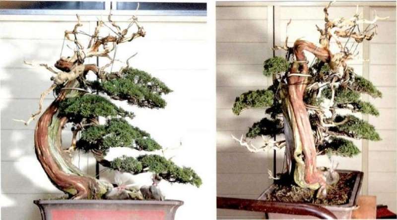 图解 松柏盆景怎么创作的方法