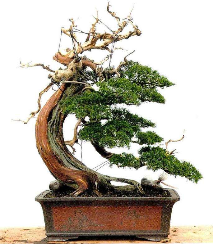 图解 松柏盆景怎么创作的方法
