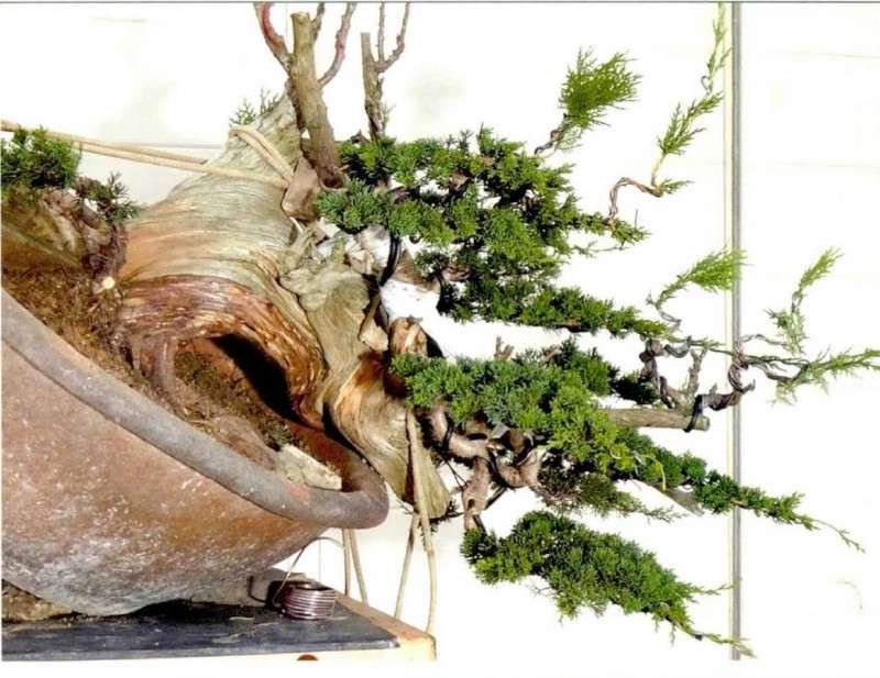 松柏盆景怎么的创作图例