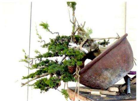 松柏盆景怎么的创作图例